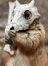 AIOdense: Fredag 22 juli – Hyggeaften med rundbold, serier, spil og cosplay