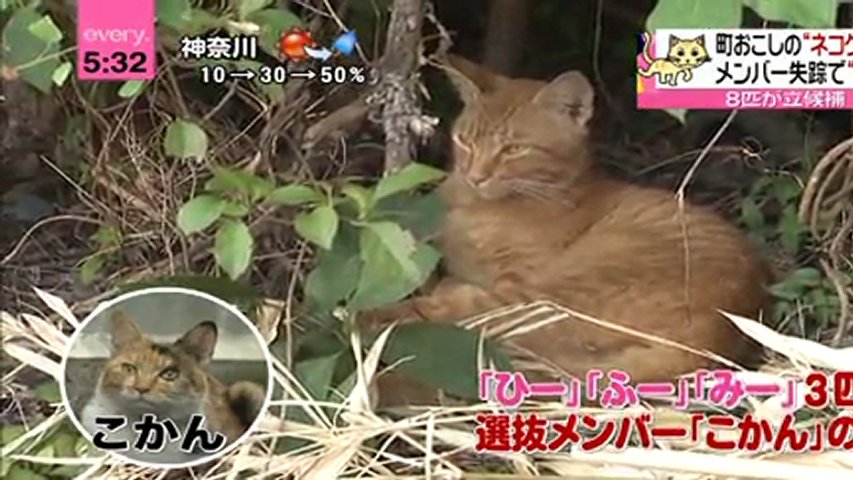 Vilde katte som idoler