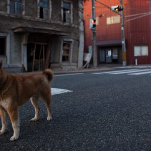 Fukushimas borgmester anbefaler borgerne at blive væk 5 år