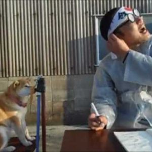 Shiba inuer er gode studiekammerater