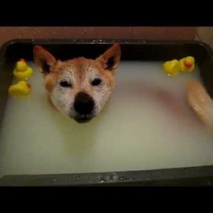 Shiba inu Kinako bader