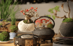 Flyvende bonsai