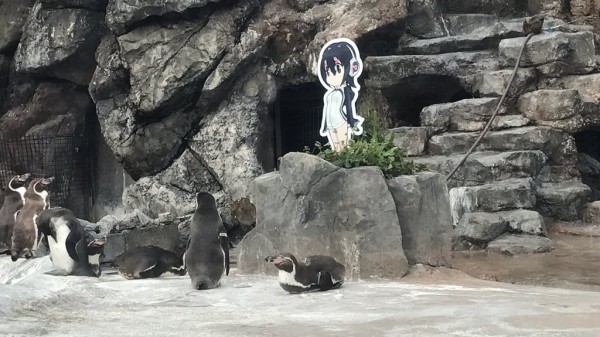 Otaku pingvin har fundet sin waifu