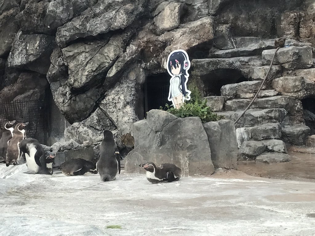 Otaku pingvin har fundet sin waifu