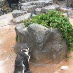 Grape-kun mistede kort sin waifu på grund af tyfon