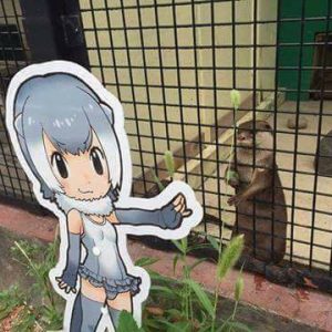Oddere kan også lide Kemono Friends