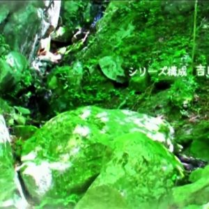 Hakumei to Mikochi OP