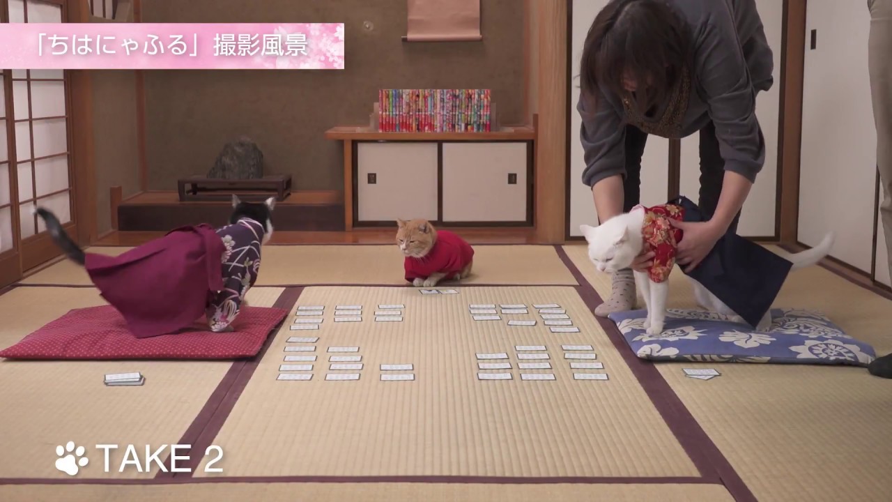 Katte spiller kort i Chihayafuru film samarbejds videoer