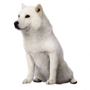 Ikonisk hund fra SoftBank-reklamer dør i en alder af 16